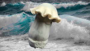 Explore Albino Tidal Wave magic mushrooms at Funguyz