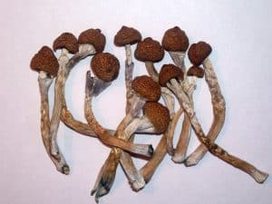 Dried psilocybe cubensis