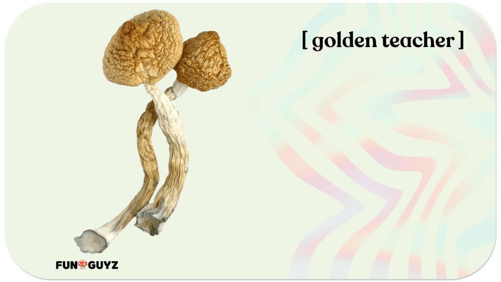 Golden teacher shroom visual appearance