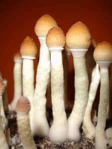 Example of common psilocybe cubensis mushrooms Funguyz