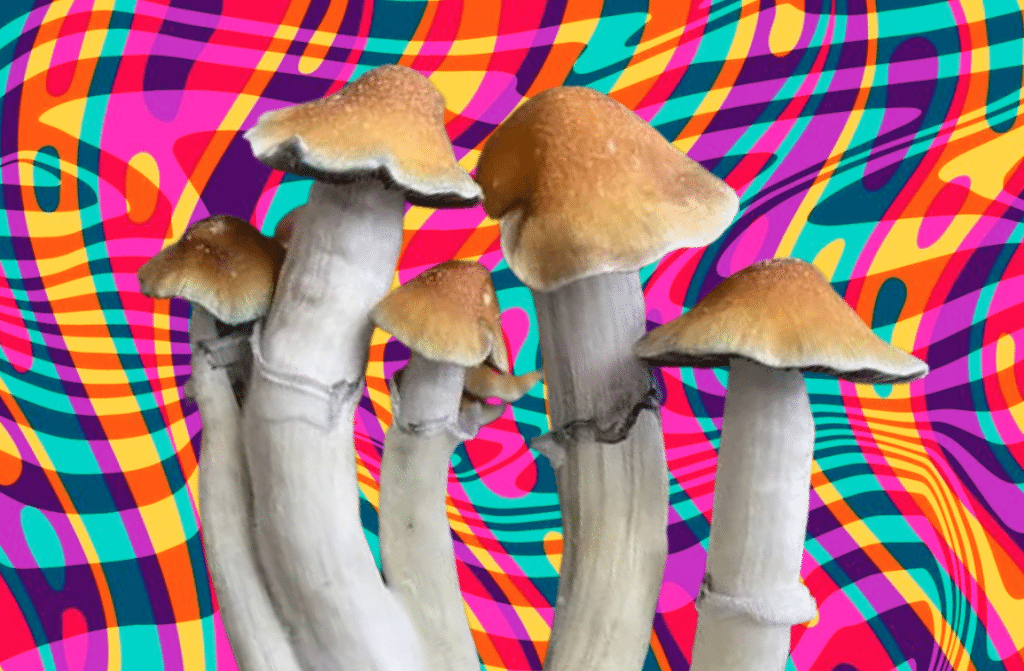 Buy tidal wave mushroom online in Canada at Funguyz!